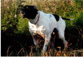 Pedigree ARISTANI'S KINNON Pedigree ARISTANI'S KINNON